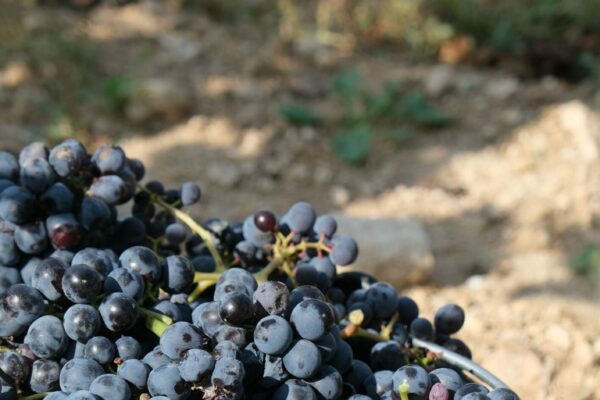 Article : Vin Méthode Nature : Qu’est-ce que c’est ?